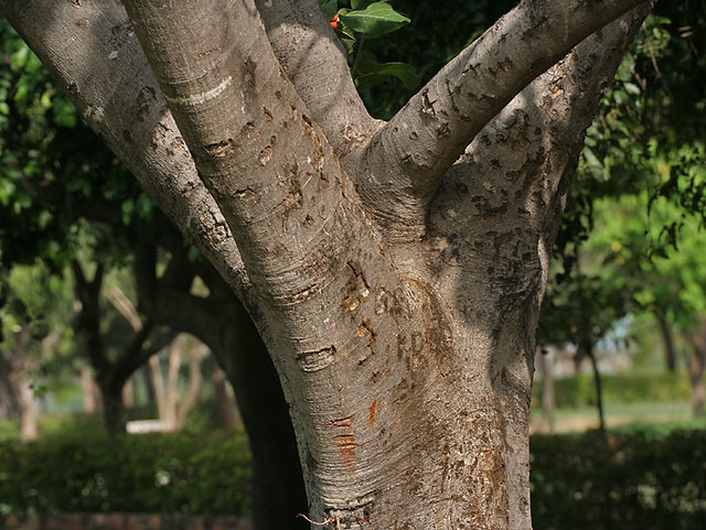 Banyan_tree_(Ficus_benghalensis)_trunk_in_Secunderabad,_AP_W_IMG_6634