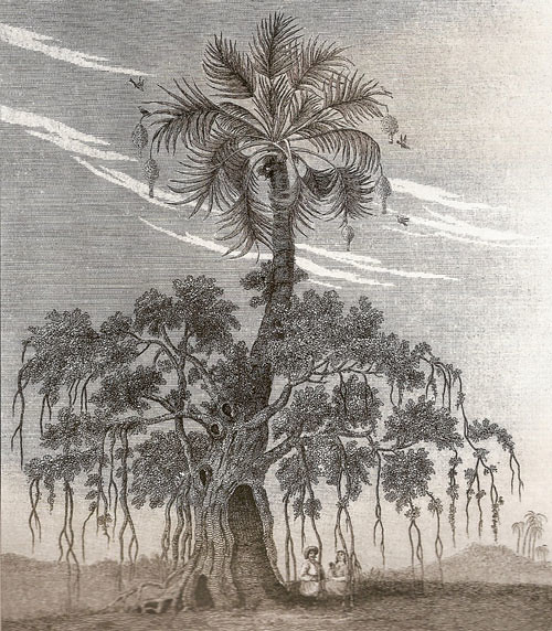 wedded-banyan-tree-by-james-forbes-1774