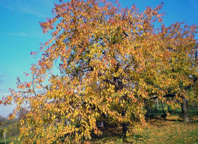 обработка плодовых деревьев осенью мочевиной 