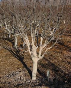 обработка плодовых деревьев осенью от вредителей и болезней