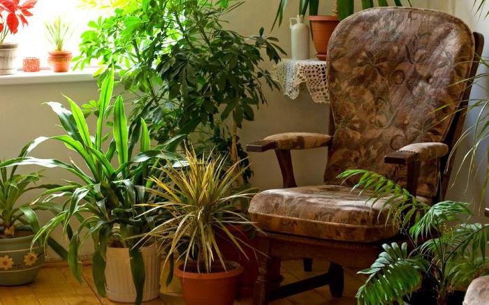 удобрение для комнатных растений в домашних условиях