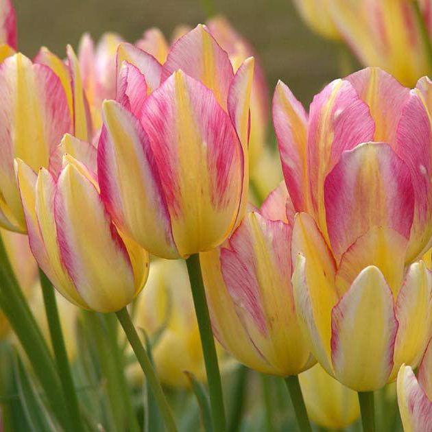 многоцветковый тюльпан описание