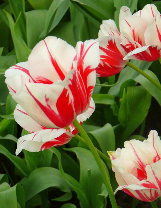 тюльпаны многоцветковые сорта