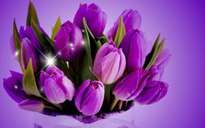 цветы тюльпаны фиолетовые