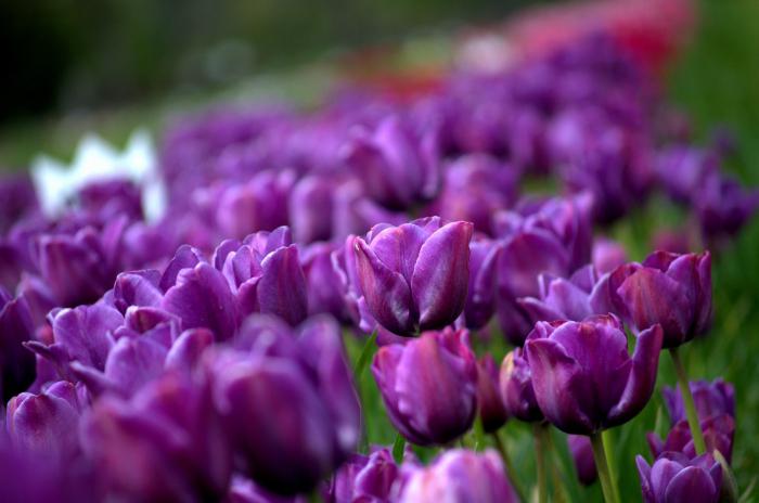 тюльпаны фиолетовые фото