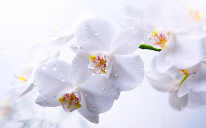 как правильно поливать орхидею во время цветения