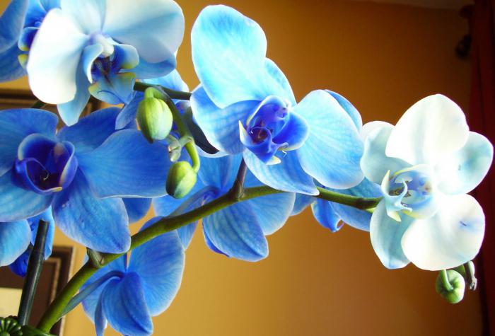 как правильно поливать домашнюю орхидею