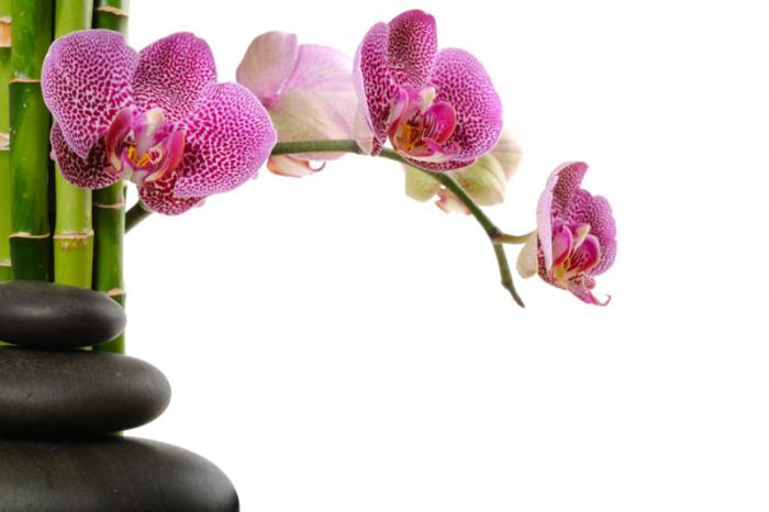 как поливать орхидею во время цветения