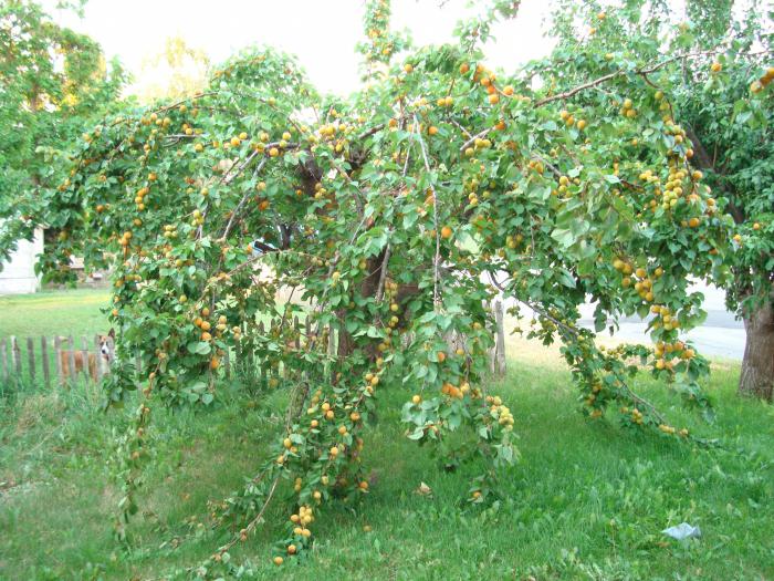 как посадить абрикос весной на урале