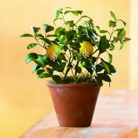 удобрение для комнатных лимонов