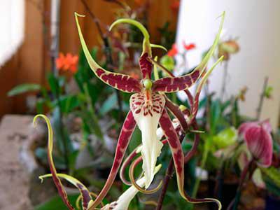 орхидея значение цветка
