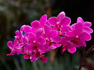 значение цветов орхидея