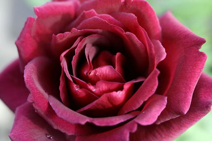 обработка роз весной от болезней и вредителей