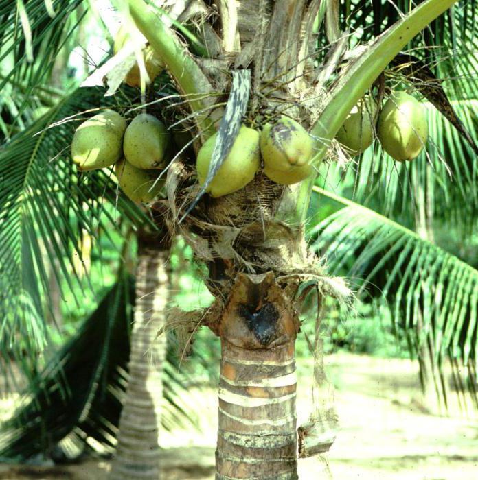 Где растет кокос: история