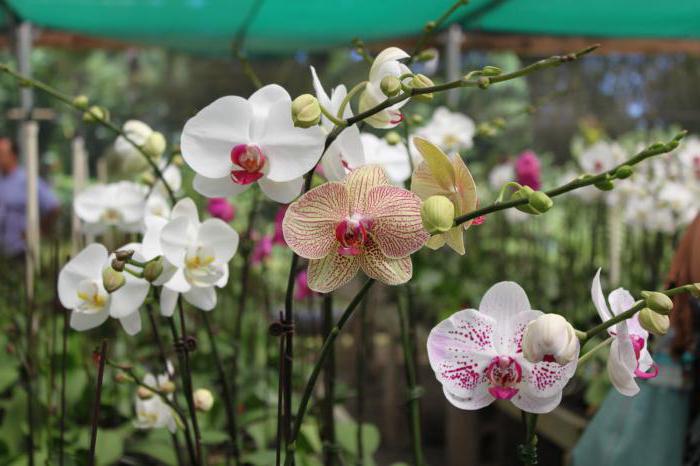 где растут орхидеи в дикой природе