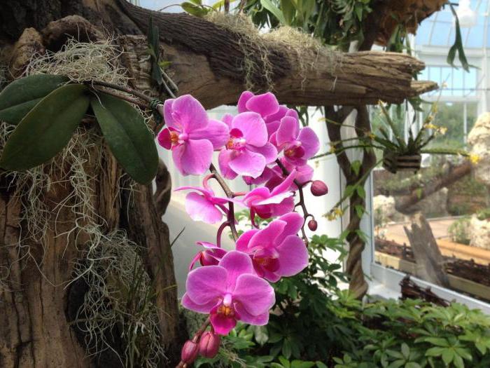 орхидея где растет страны