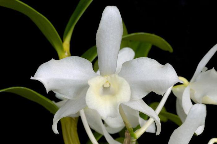 орхидея дендробиум нобиле где растут в природе