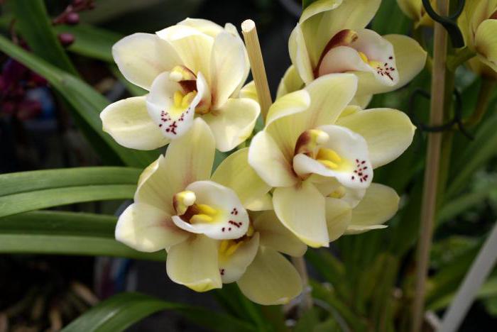 где растут орхидеи в дикой природе