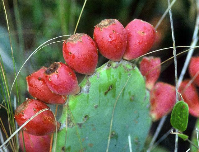 плоды кактуса съедобные