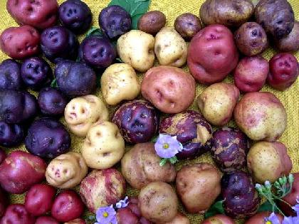 цветы картофеля применение в медицине 