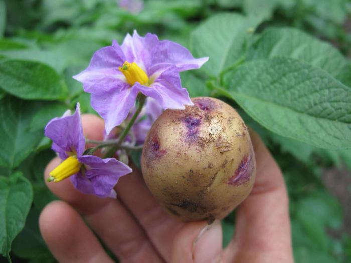 цветки картофеля на водке
