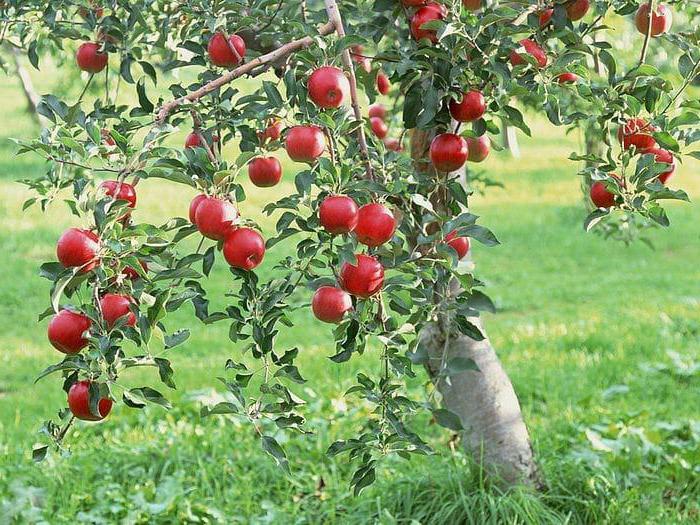 лучшие сорта яблони для сибири