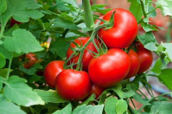 Поливать ли помидоры в августе