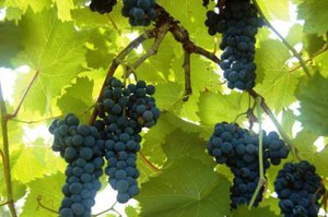 Самые популярные сорта винограда