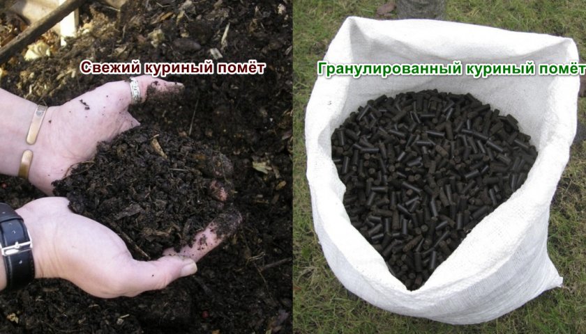 Куриный помёт как удобрение для смородины