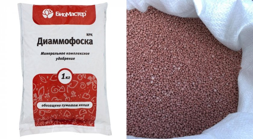 Диаммофоска для подкормки смородины Диаммофоска для подкормки смородины