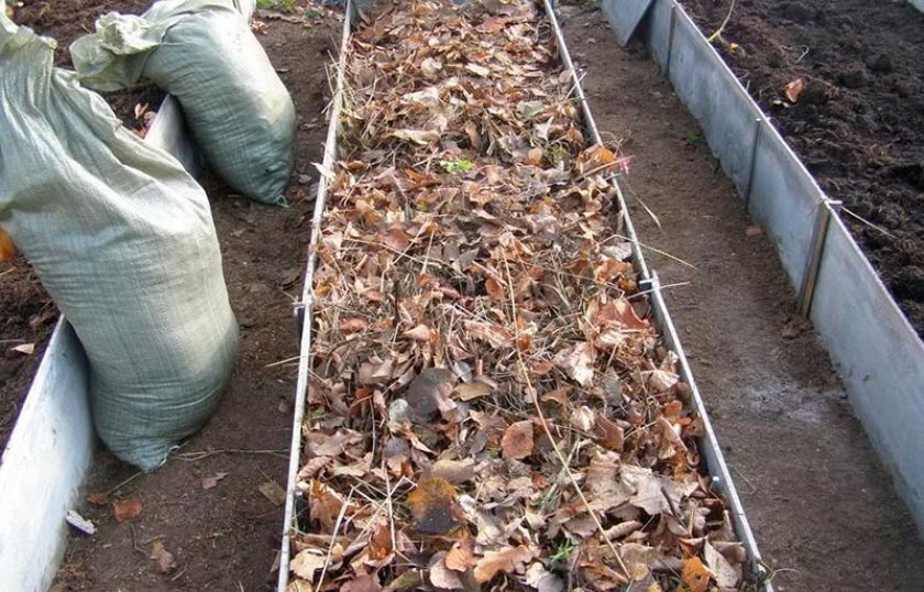 Укрытие чеснока листьями