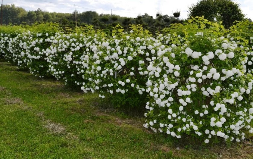 Калина Бульденеж розеум Калина Бульденеж розеум