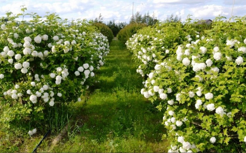 Калина Бульденеж