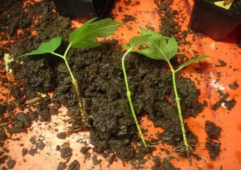 Черенкование калины Черенкование калины