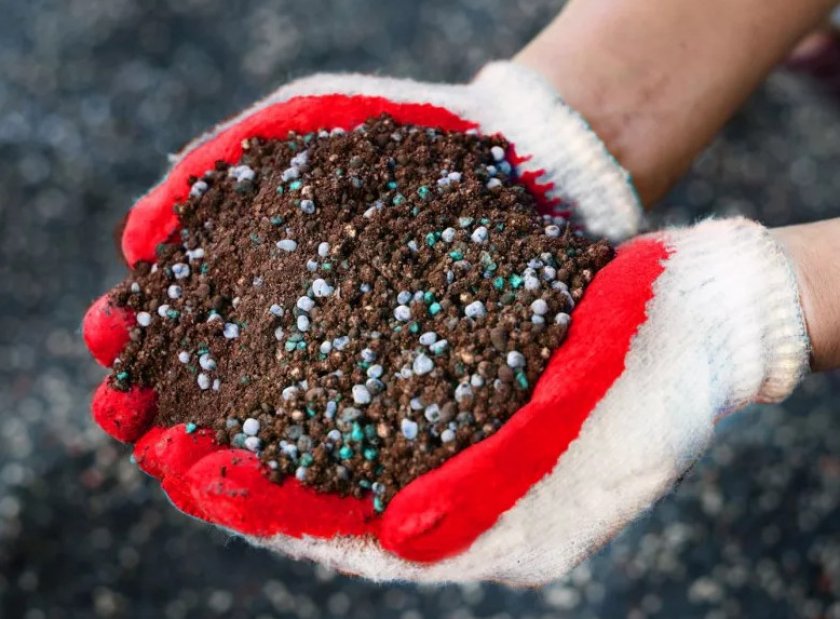 Подкормка калины