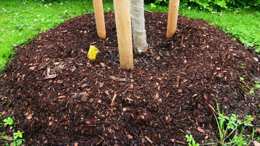 Подготовка калины к зиме Подготовка калины к зиме