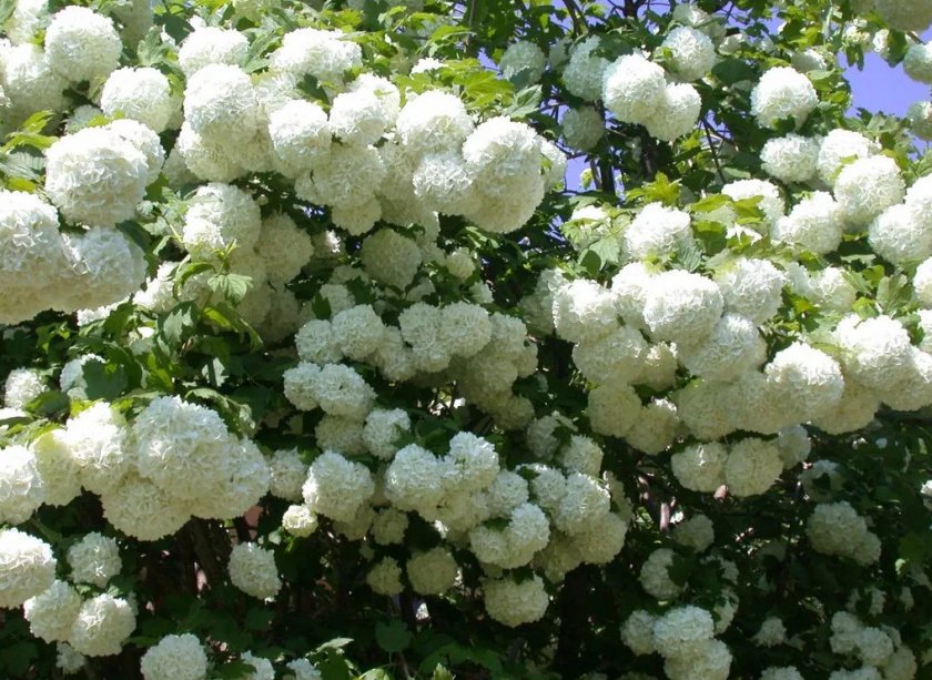 Калина Бульденеж Калина Бульденеж