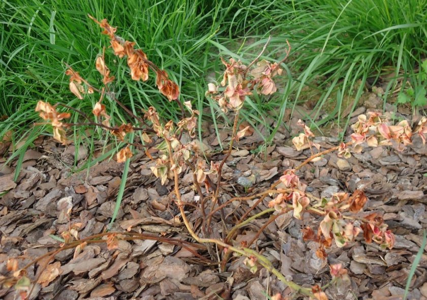 Голубика сохнет после посадки Голубика сохнет после посадки