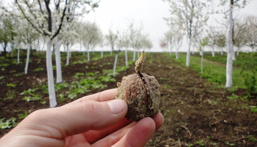 Пророщенный орех