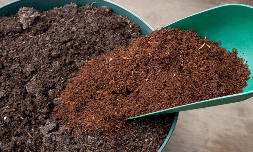 Почвенная смесь для проращивания ореха