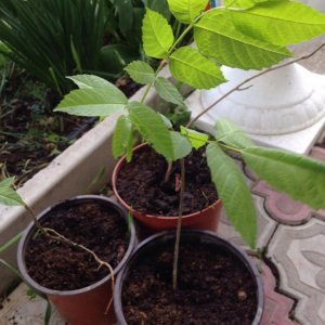 Сеянцы грецкого ореха