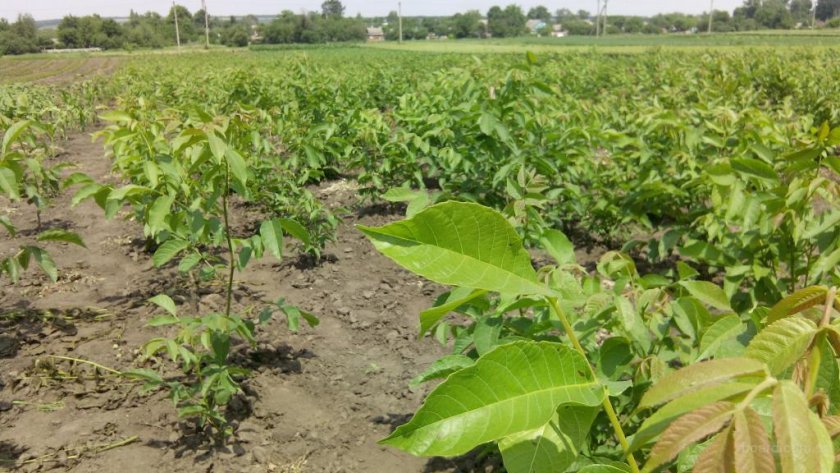 Выращивание грецких орехов на участке