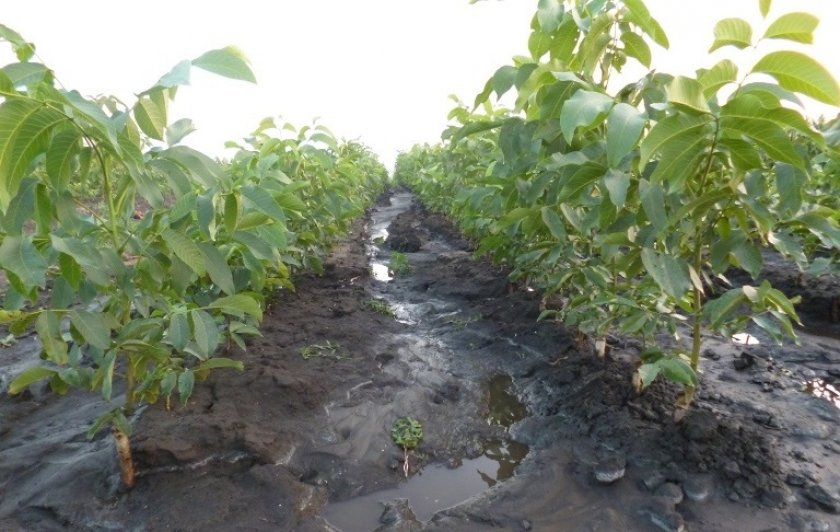 Полив грецких орехов