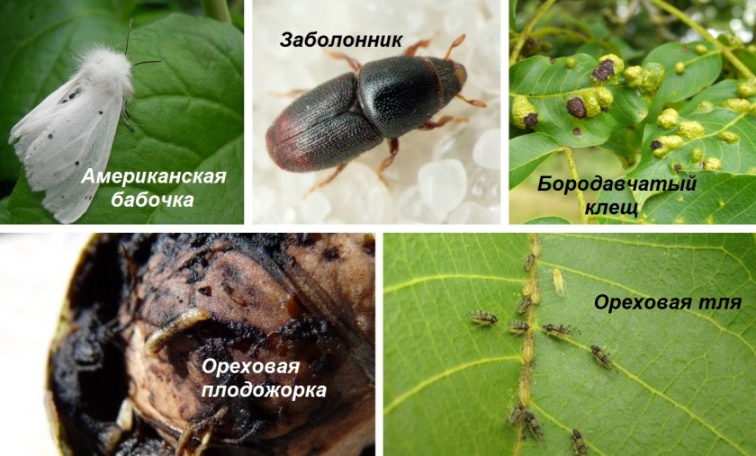 Вредители волошского ореха
