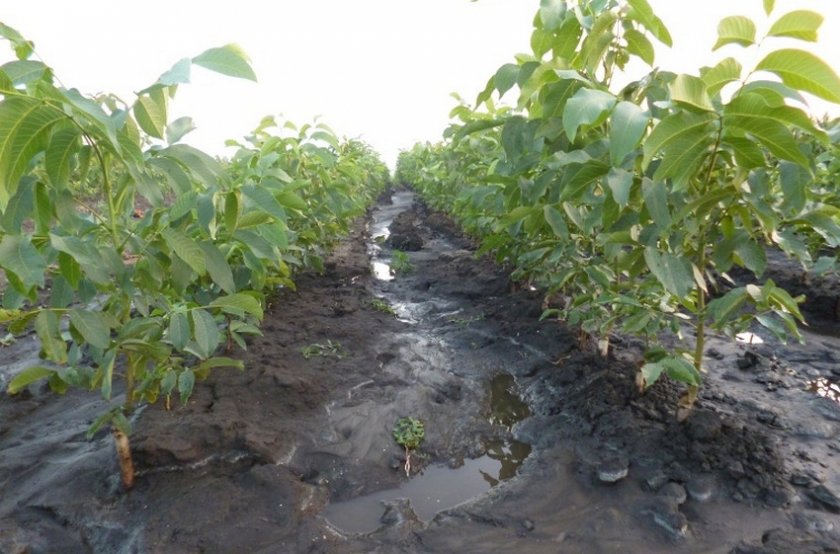 Полив грецкого ореха