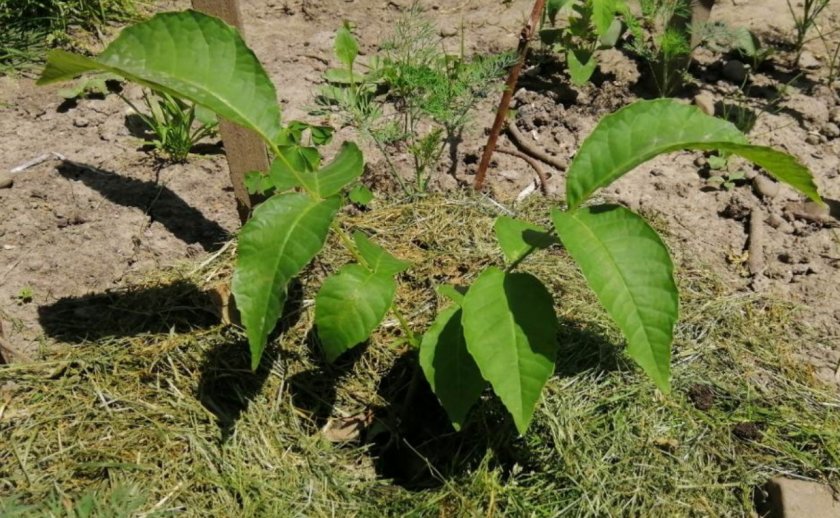 Мульчирование грецкого ореха