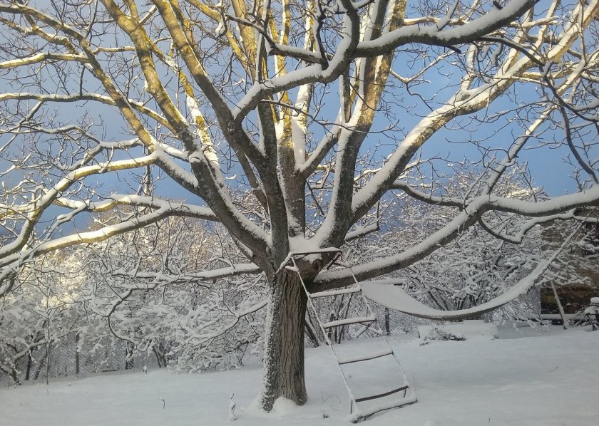 Зимовка грецкого ореха