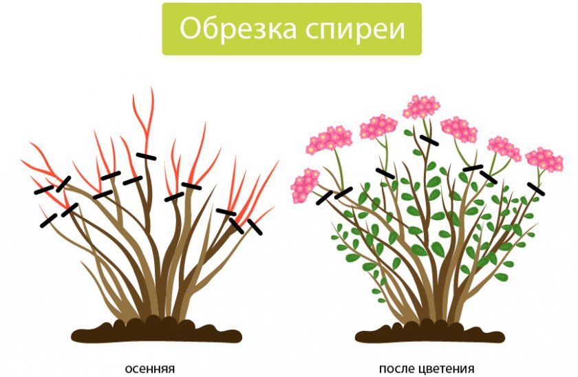 Обрезка спиреи до и после цветения