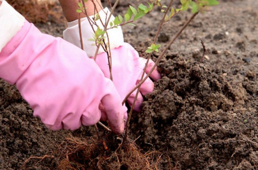 Посадка спиреи