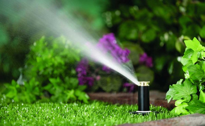 Полив спиреи Полив спиреи